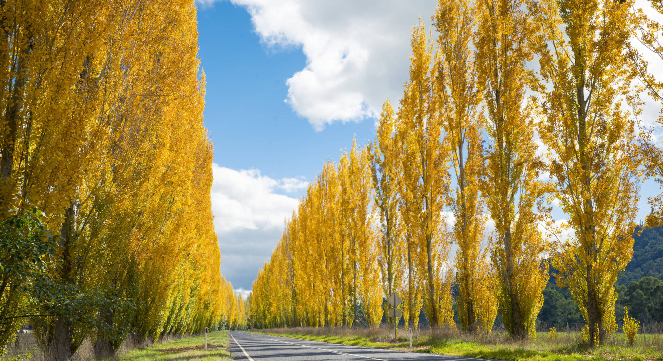Road to Buxton lined with Autumnal trees