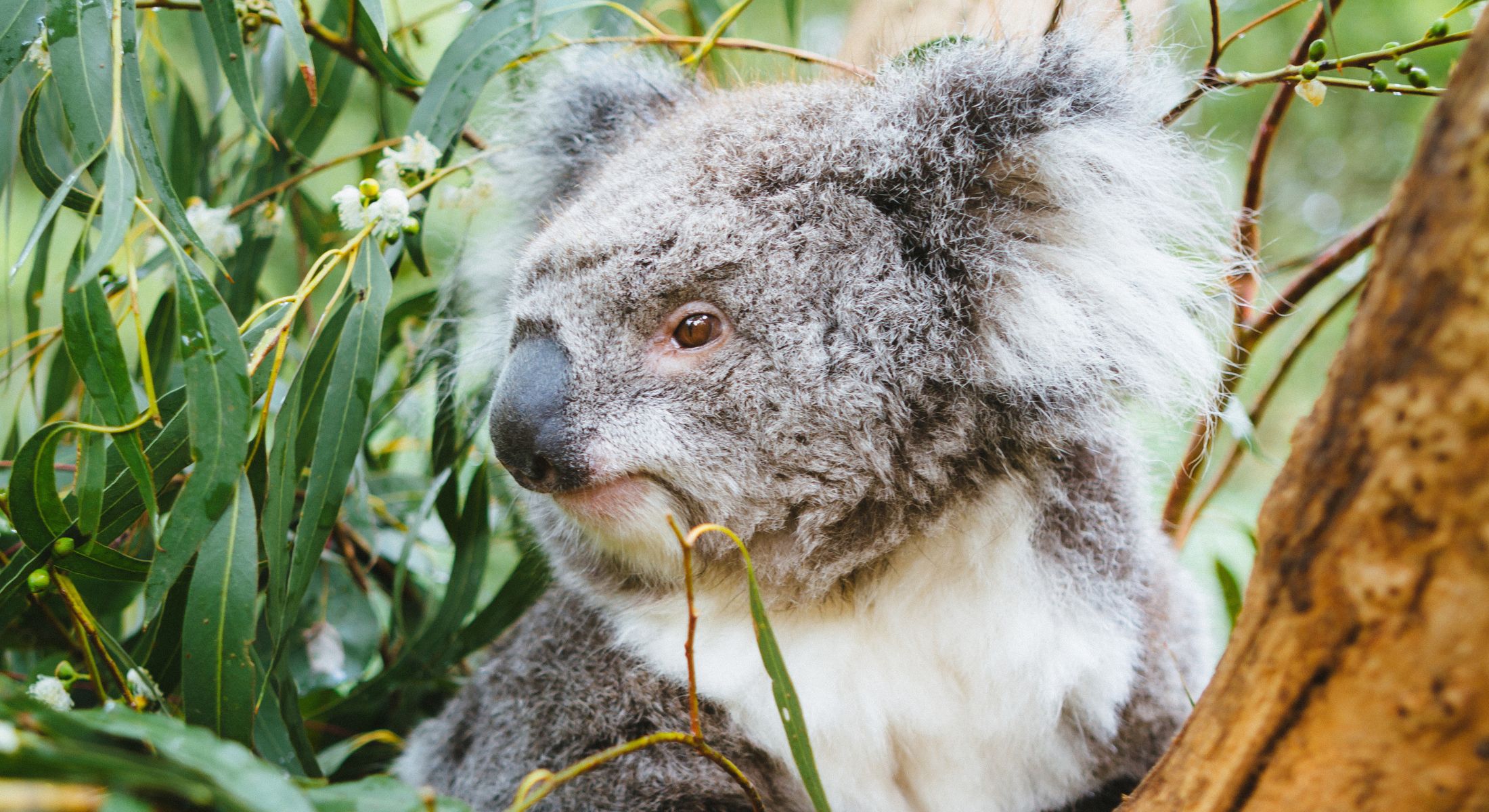 Healesville Sanctuary