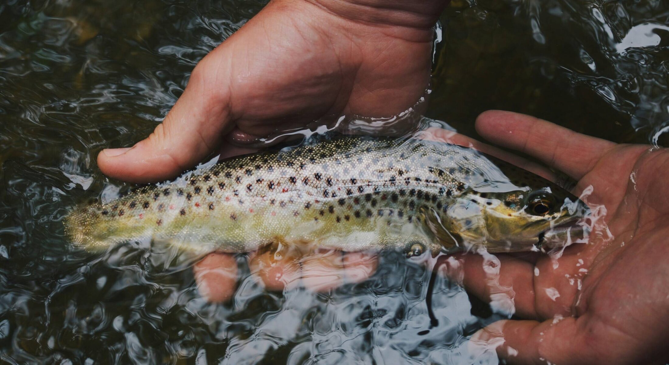 Trout