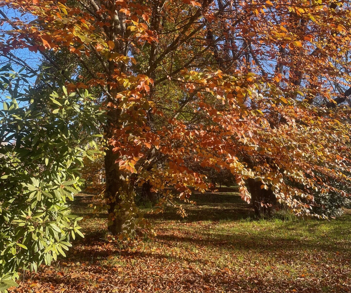 Autumn coloured leaves in Marysville park