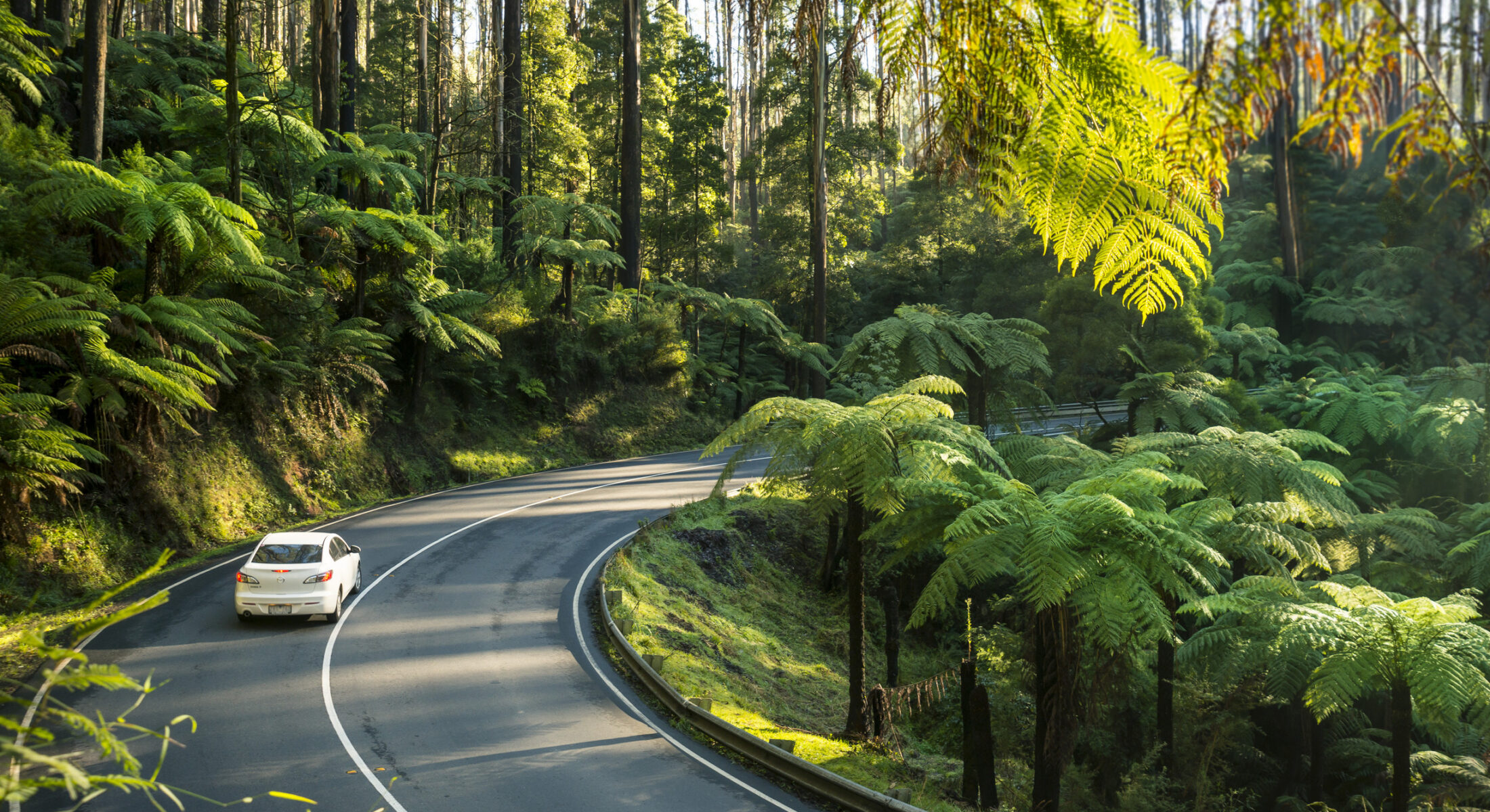 Car driving along the Black Spur